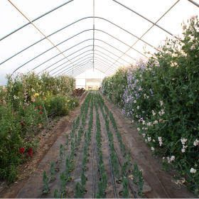 cut-flowers in the high tunnel