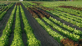 Summer lettuce trials at our research farm in Albion, Maine