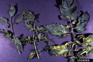 Tomato mosaic virus