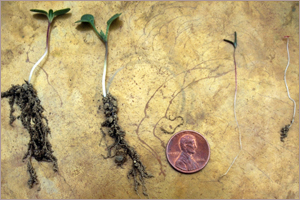Target small weeds Target small weeds