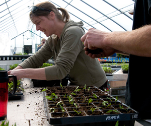 Potting up into 50-cell trays