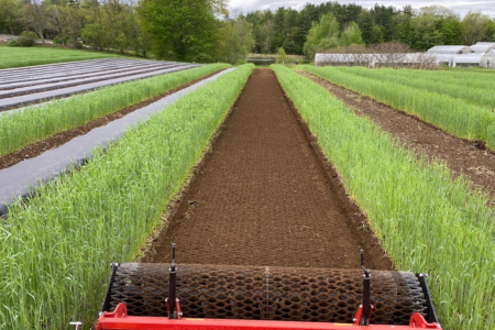 prepping beds between rows of cover crops