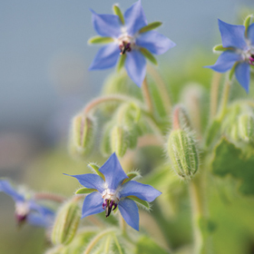 How to Grow Borage