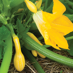 How to Grow Yellow Summer Squash