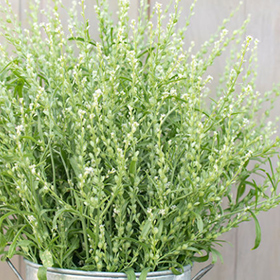 How to Grow Persian Cress for Cut Flowers