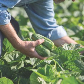 How to Grow Field Cucumbers