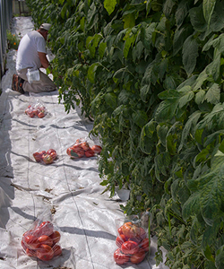 Tomato Trial Harvest