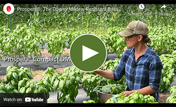Watch a video about Johnny's basil downy mildew resistance variety trials