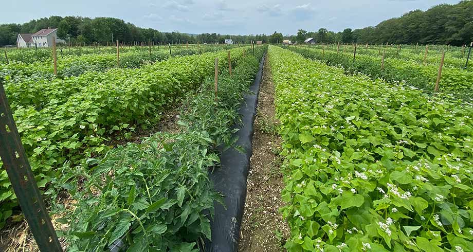 Rows of trial tomatoes intercropped with buckwheat at Hammond Field, Benton, Maine, late July 2021