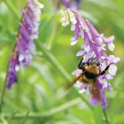 Organic Hairy Vetch Seed