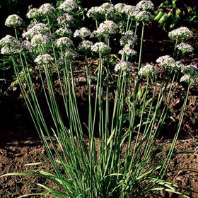 How to Grow Chinese Leeks (Garlic Chives)