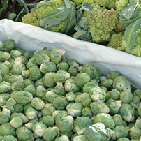 Brussels Sprouts Harvesting Program