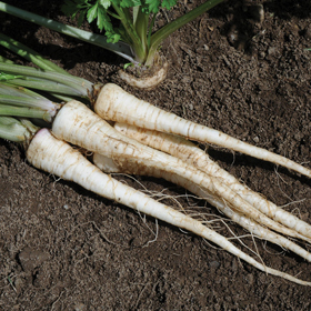 How to Grow Root Parsley