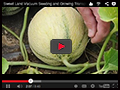 Charentais-Type French Melons Charentais-Type French Melons