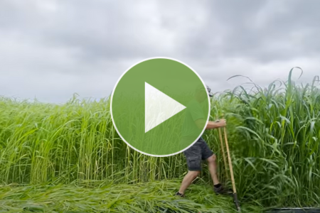 crimping a cover crop by hand with a knock down bar