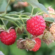 Encore Raspberry Plants