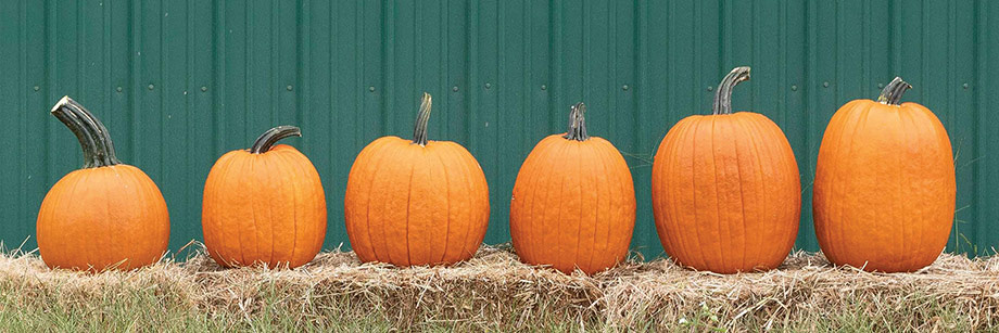 Registration • Top-Performing Pumpkins Webinar