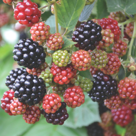 How to Grow Blackberries