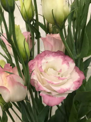 lisianthus blooms