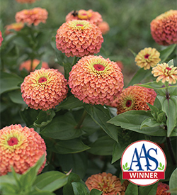 Queeny Lime Orange zinnia seed available from Johnny's