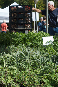 Container Herbs at Farmer's Market