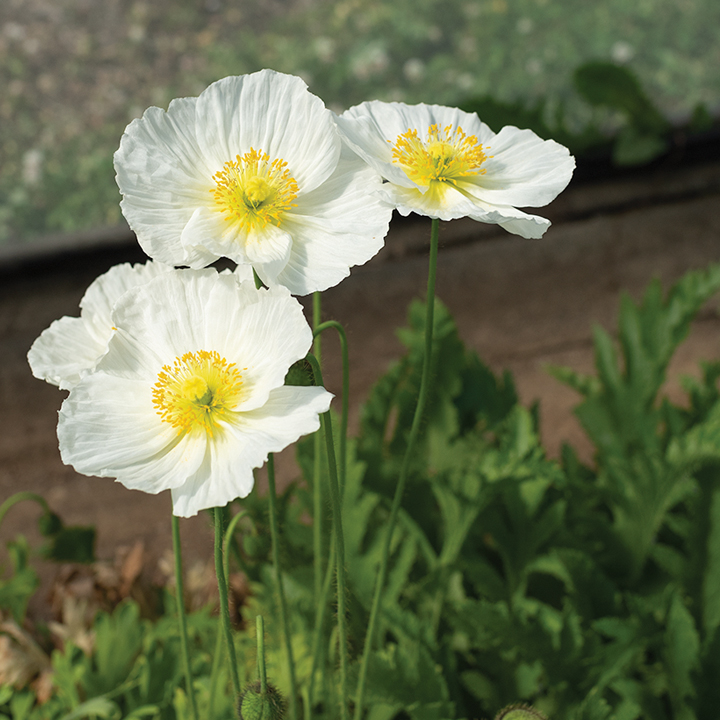 white poppies