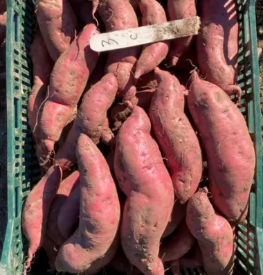 Harvested sweet potatoes ready for curing