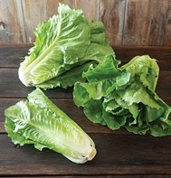 Sunland Green Romaine Lettuce