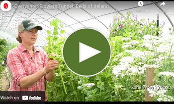 View Our Overwinter Flower Tunnel Bells of Ireland Video