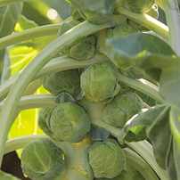 Gladius Brussels Sprouts