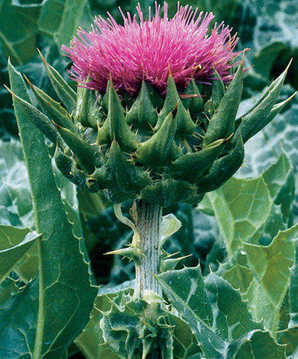 Flower stalk of the tall, thorny milk thistle plant, a biennial in many growing zones, that is, flowering in its second season.