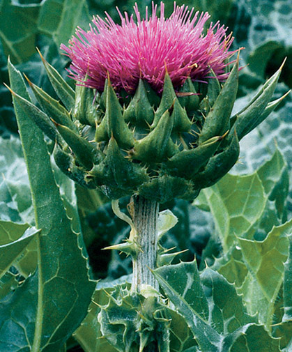 Milk Thistle