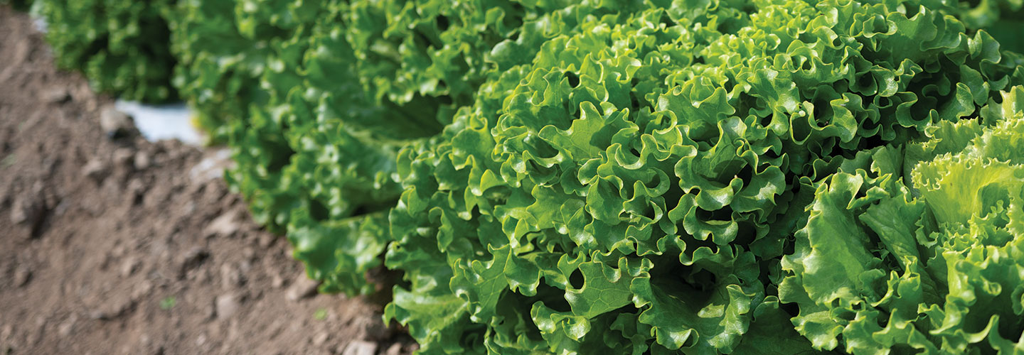 Heat Tolerant Varieties