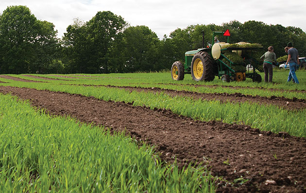 Cover Crop Seeding Rate Chart