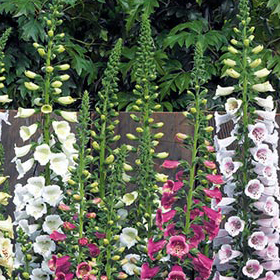 How to Grow Digitalis (Foxglove)