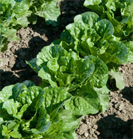 Green Forest Romaine Head Lettuce