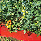 Mulching leads to increased yields
