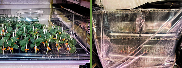 Left: Recently grafted plants in a 7-inch Propagation Dome. Right: Healing chamber with multiple dome-covered trays inside.