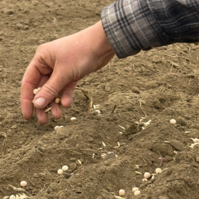 Cover Crop Planting Guide for Home Gardens