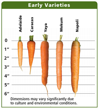 Carrot Growth Chart