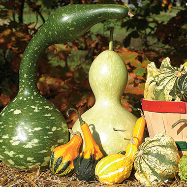 Ornamental Gourds