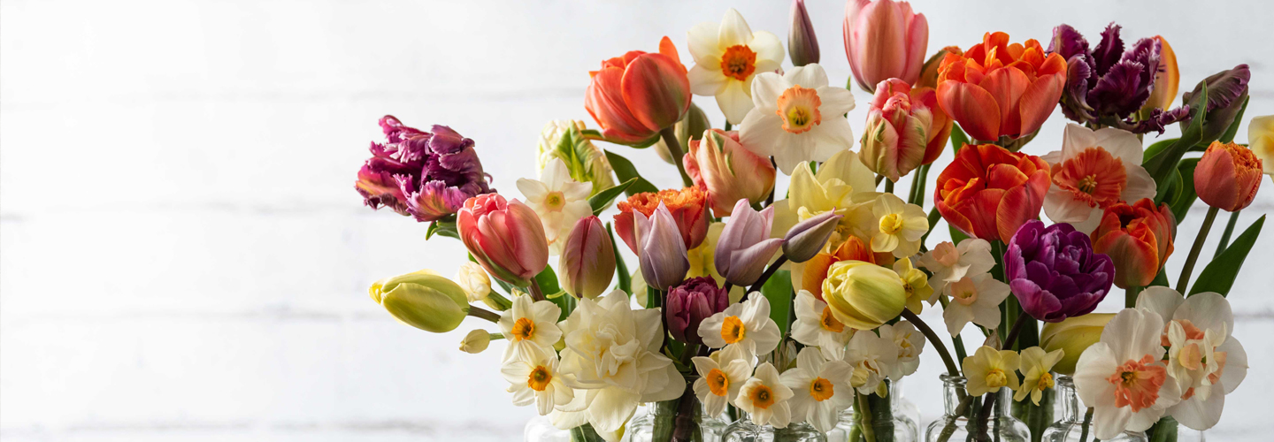 Mix of tulips and Narcissus