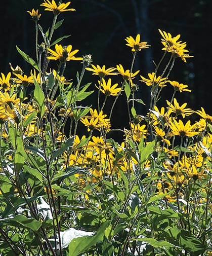 A patch of bright yellow Jerusalem artichoke flowers; the plants can reach 610 feet in height.