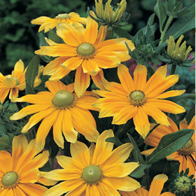 How to Grow Rudbeckia (R. hirta)