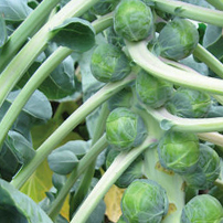 Divino Brussels Sprouts