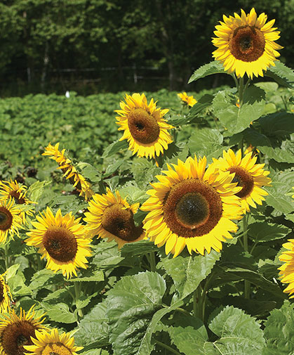 A planting tall, robust sunflowers in full bloom in our sunflower trials.