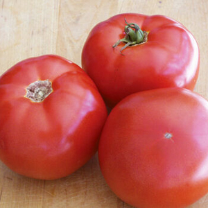 Semideterminate tomato BHN 589