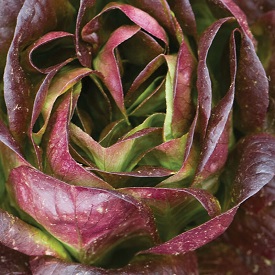 Salanova&reg; Red Butter Pelleted Lettuce Seed