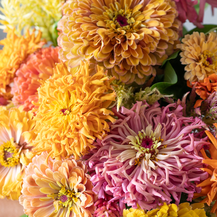Mixed Zinnias