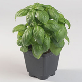 Prospera Compact DMR Organic Basil Seed